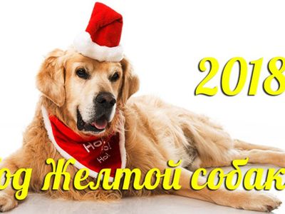 Друг человека: что принесет нам Желтая Земляная Собака - Это интересно