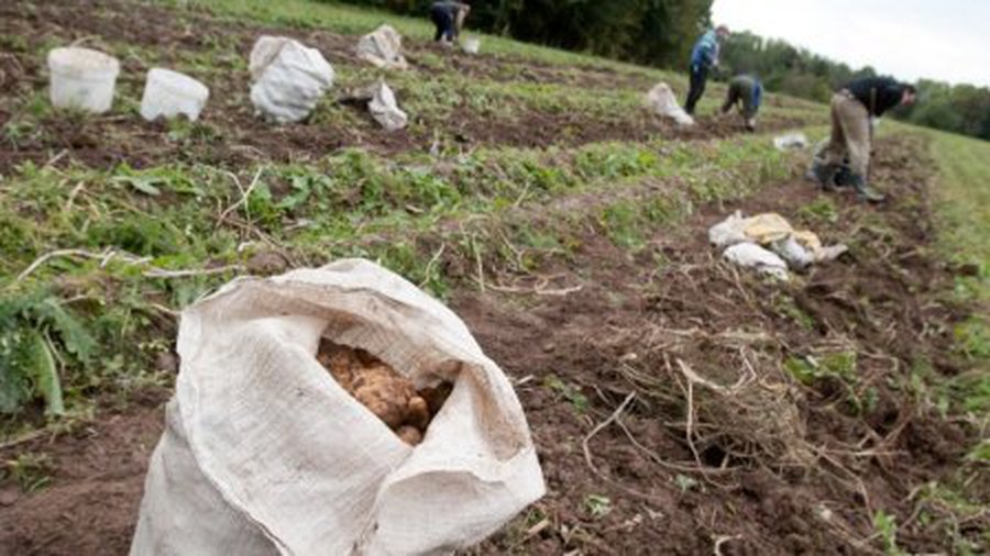 В очереди за литовским картофелем — Великобритания - Литва и страны Балтии