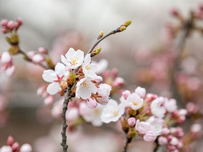 Цветение сакур иначе: Вильнюс предлагает онлайн-трансляцию - Литва и страны Балтии