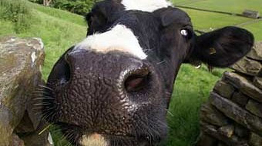 Литовский суд рассмотрел дело о несанкционированном доении коров