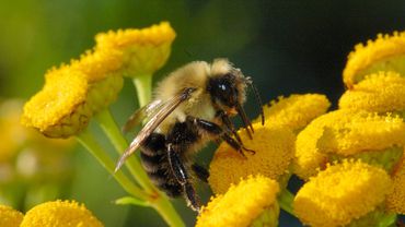 В помощь пчеловодам