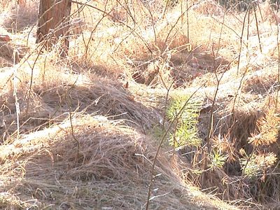 За сжигание сухой травы - штраф от 200 до 1000 литов - В Висагинасе