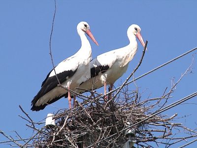 С новосельем, молодые! - В Висагинасе