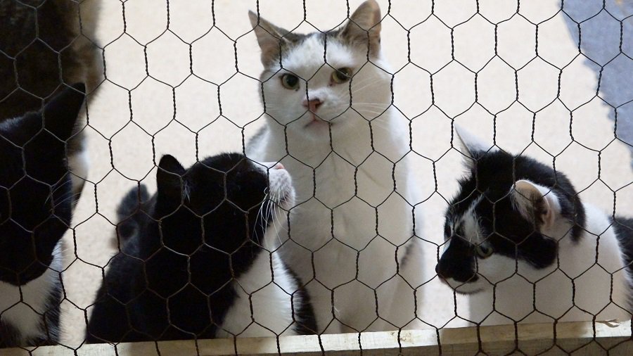 3 октября будет проходить акция по сбору продуктов для приюта бездомных животных (Padėk man) - Реклама