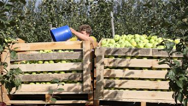Россия запретила ввоз яблок 31 белорусскому экспортеру