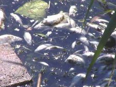 По неизвестной причине в Литве начался массовый мор рыбы - Литва и страны Балтии