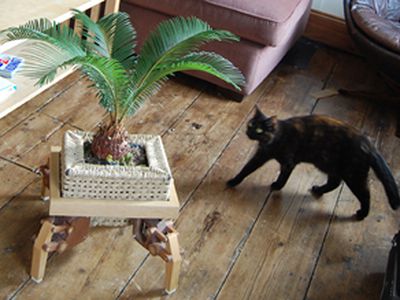 Роботизированная подставка для комнатных растений - Наука и здоровье