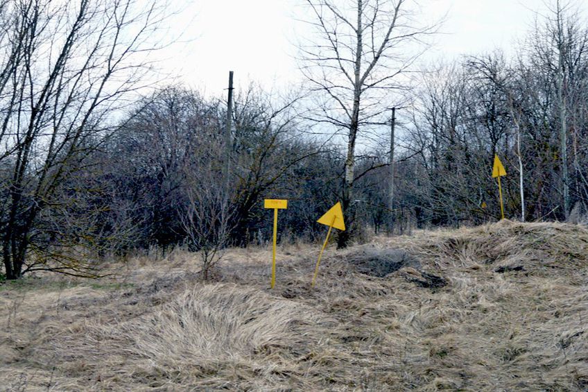 На Украине разворовали сеянцы сосен для Чернобыльской зоны                                                                