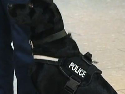 Собаки-полицейские в Великобритании будут получать пенсию - В Мире