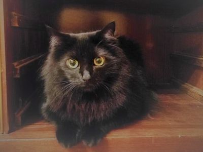 Участник №14 конкурса «Мой домашний любимец» - Конкурсы для читателей