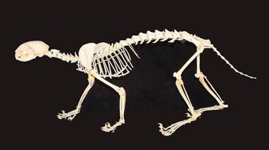 Дохлая кошка стала поводом для слуха о смерти Маргарет Тэтчер - Хобби, отдых и развлечения