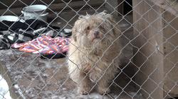 Пожалуйста помогите бездомным животным!