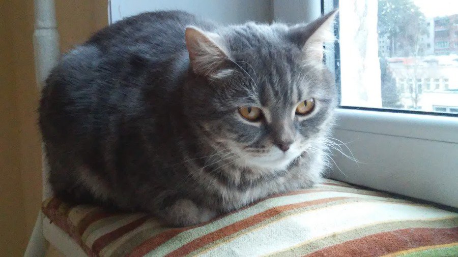 Участник №18 конкурса «Мой домашний любимец» (Видео) - Конкурсы для читателей