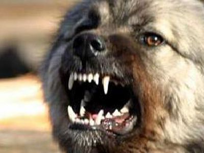 Сводка криминальных происшествий за период с 29  ноября по 1 декабря - Происшествия и криминал