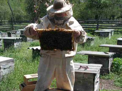Польский пчеловод «ожил» в гробу, когда с него снимали часы и цепочку - Хобби, отдых и развлечения