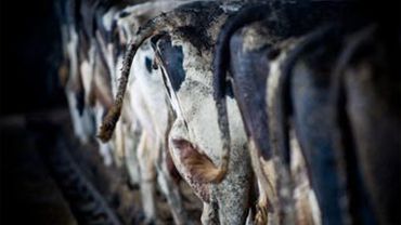 Эстонских крестьян озадачил налог на коровьи газы