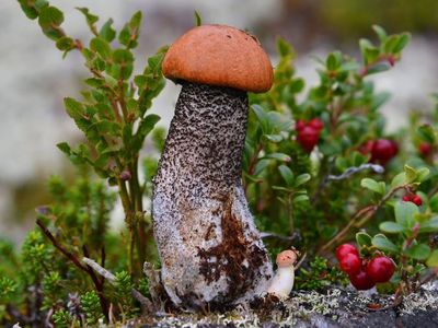 Приглашаем принять участие в конкурсе! - Конкурсы для читателей