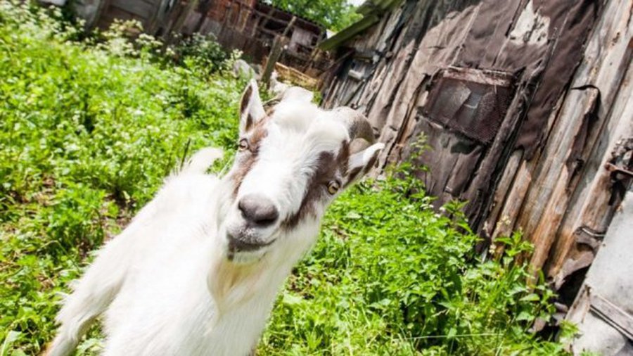 Жители многоквартирных домов в Диджясалисе держат кур и поросят

 - Литва и страны Балтии