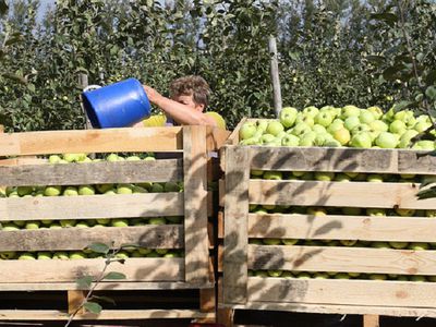 Россия запретила ввоз яблок 31 белорусскому экспортеру - В Мире