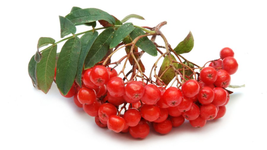 Рецепт: рябина в меду - Наука и здоровье