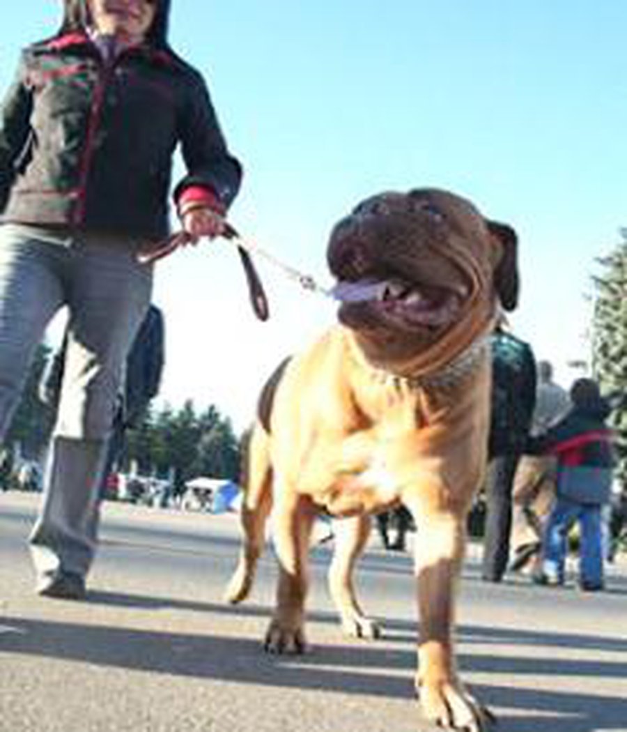 Собака – друг человека. Если она на поводке и  в наморднике  - В Висагинасе