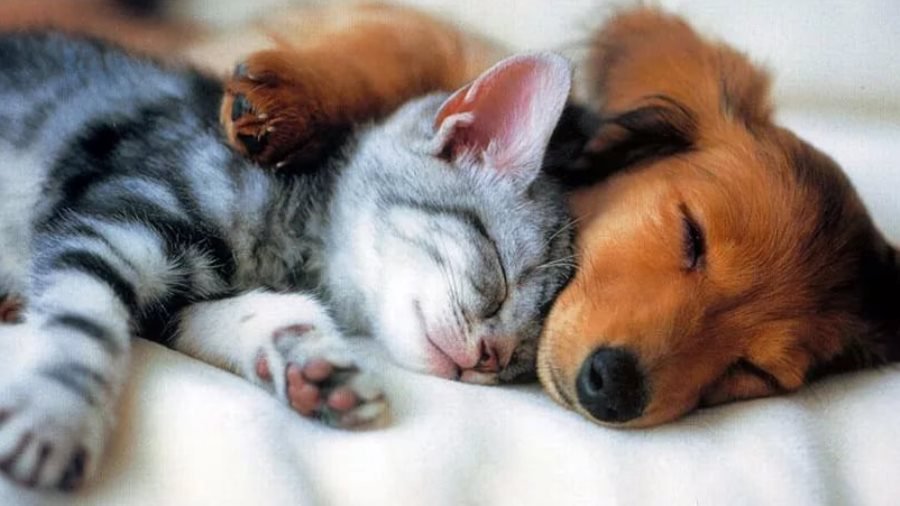 Конкурс «Мой домашний любимец» - Конкурсы для читателей