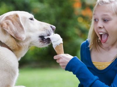 Собак удалось приручить благодаря человеческой пище - Наука и здоровье
