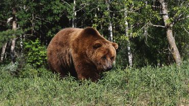 Голодные медведи терроризируют жителей Камчатки