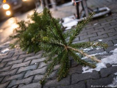 Куда можно выбросить отслужившую новогоднюю елку? - В Висагинасе