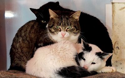 Katės, žmonės ir futbolas: neeilinė savaitė Visagine. Laida "Savaitės kontūrai" 2026 04 03 (video) - Visagine