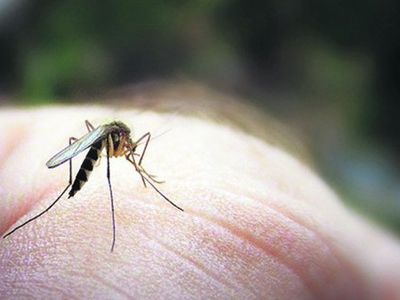 «Кровопийцы» боятся гвоздики, жары и чесночного сока - Наука и здоровье