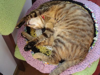 Участник №21 конкурса «Мой домашний любимец» - Конкурсы для читателей