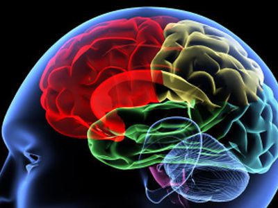 Интеллектуальные игры признали бесполезными - Наука и здоровье