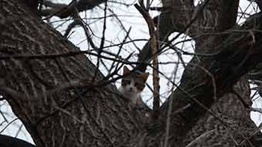 Кемеровский кот две недели ждал спасателей на дереве
