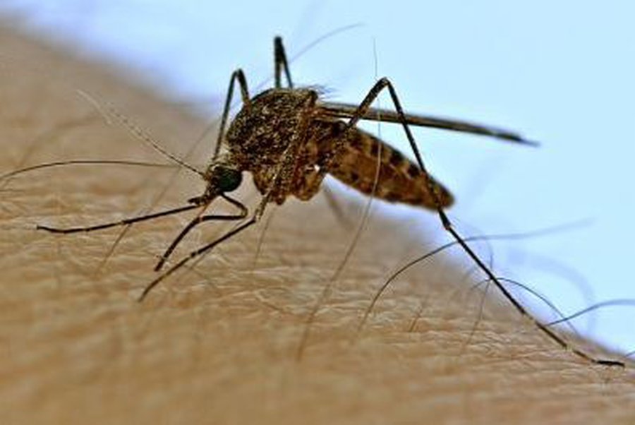 Приманку для комаров с человеческим запахом создали ученые - Наука и здоровье