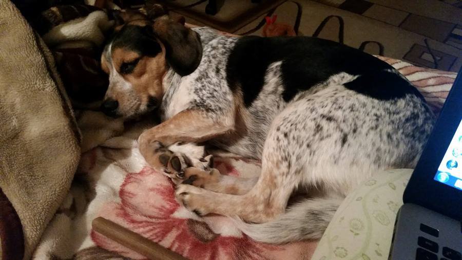 Участник № 67 конкурса «Мой домашний любимец» - Конкурсы для читателей