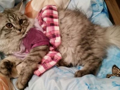 Участник № 66 конкурса «Мой домашний любимец» - Конкурсы для читателей