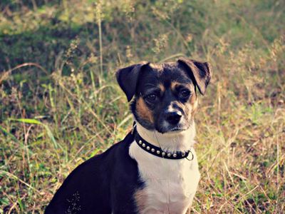 Участник № 31 конкурса «Мой домашний любимец» - Конкурсы для читателей