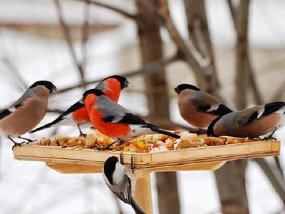Вы спрашивали. Нужно ли зимой кормить в лесу птиц и диких животных? - В Висагинасе