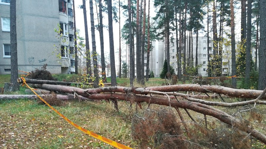 Почему упавшие в черте города деревья годами лежат неубранными? - В Висагинасе