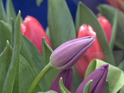 Поздравляем женщин с Международным женским днем - Поздравления