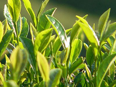 Зелёный чай против ожирения - Наука и здоровье