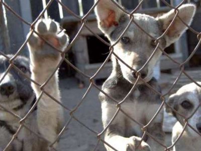 Сбор кормов для животных из приюта - В Висагинасе