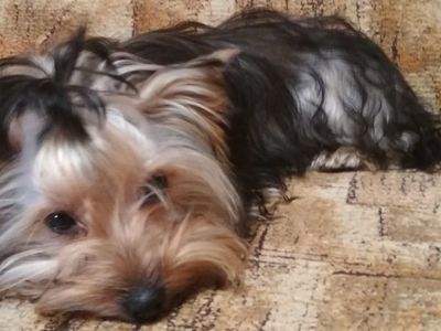 Участник №23 конкурса «Мой домашний любимец» - Конкурсы для читателей