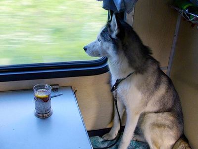 На железнодорожных вокзалах Литвы удобства для домашних питомцев - Литва и страны Балтии