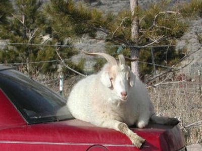 Нигерийского козла арестовали по подозрению в попытке вооруженного ограбления - Хобби, отдых и развлечения