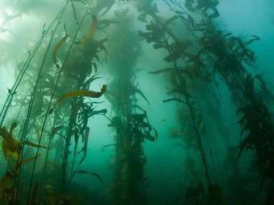 Ученые из Японии исследуют возможность производства низкозатратного топлива из водорослей - Энергетика