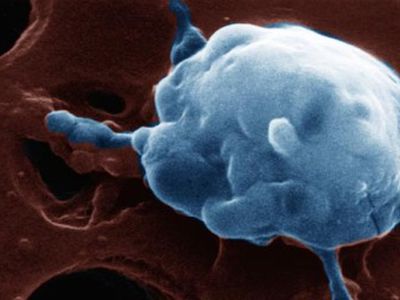 Нобелевскую премию получили борцы с раком - Наука и здоровье