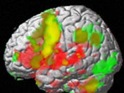 Мозг заранее готовится к потере концентрации - Наука и здоровье