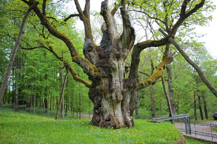 Сломался один из находившихся под опорой сучьев Стелмужского дуба - Литва и страны Балтии